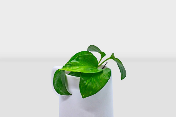 Sisäuima ruukut maljakko ja kasvit Mockup 3D koristeellinen - Valokuva, kuva