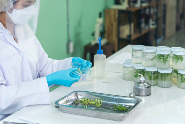 Biochemistry asian Scientist women working plants tissue culture biotechnology in science lab. Biotech Laboratory asian woman look at Glass Petri Dish, plants tissue culture jar. Biosynthesis process - Foto, afbeelding