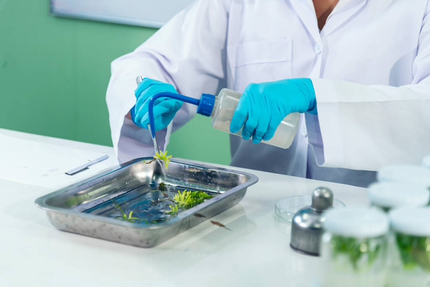 生化学アジア科学者女性は科学研究室で植物組織培養バイオテクノロジーを研究している。バイオテクノロジー研究所アジアの女性はガラスペトリ皿、植物組織培養瓶を見ています。生合成過程 - 写真・画像