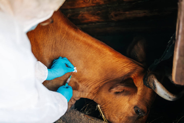 Bir veteriner geleneksel bir ahırda sakin bir ineğe aşı yapar, çiftlik hayvanları yönetiminde temel bir sağlık prosedürüdür. Şarbona karşı sığır aşısı. - Fotoğraf, Görsel