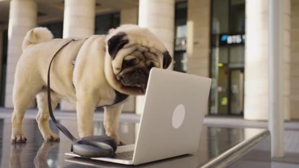 Leuke pug hond in een harnas staat voor een open laptop op een bankje, een zakelijke hond aan het werk - Video
