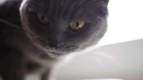Il gatto britannico grigio lecca e mangia da una boccia il primo piano. Un gattino domestico gode di cibo delizioso e lecca accuratamente il muso con la lingua. - Filmati, video