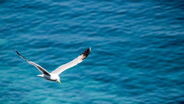 Sorrento Seagull - Zdjęcie, obraz