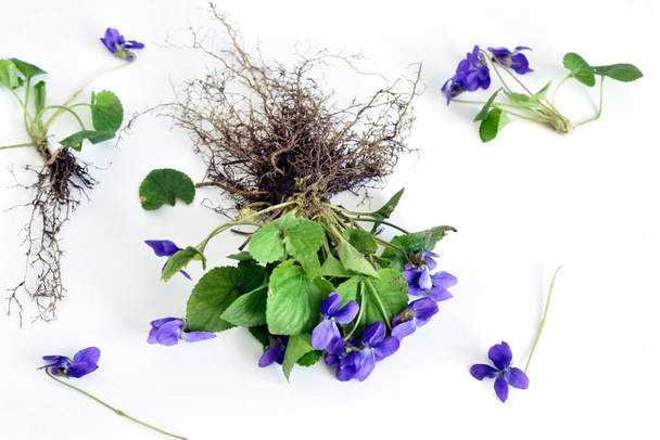 Herbariumia. Puutarhan violetti. Kuvassa kukan varsi, kukinto, lehdet ja juuristo lampun. - Valokuva, kuva