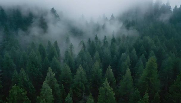 прекрасный вид на лес - Фото, изображение