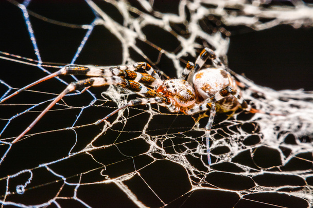 паук в сети ночью
 - Фото, изображение