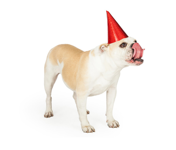День рождения бульдога, выгрызающего язык
 - Фото, изображение