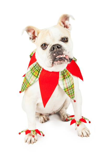 Festive Bulldog Dressed As Jester - Photo, Image