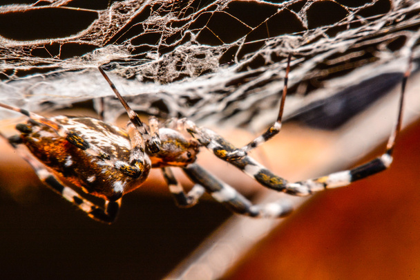 araña en la web por la noche
 - Foto, imagen