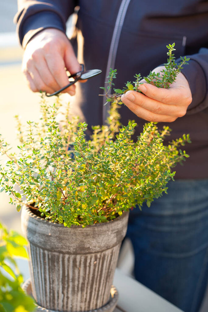jardineiro escolhendo erva de tomilho em vaso na varanda - Foto, Imagem