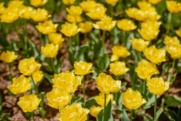 Clouse ap különböző típusú gyönyörű tulipánok különböző színekben bokeh. - Fotó, kép