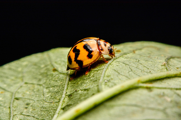 Ladybird on green leaf in the garden - Photo, Image