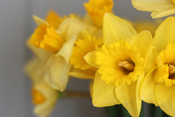 Nahaufnahme Foto von gelben Narzissen. Schöne Frühlingsblumen im Detail.  - Foto, Bild
