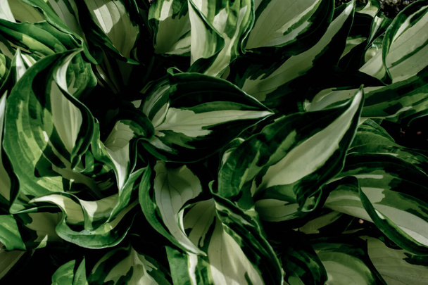 mosaico de hojas para fondo o textura - Foto, imagen