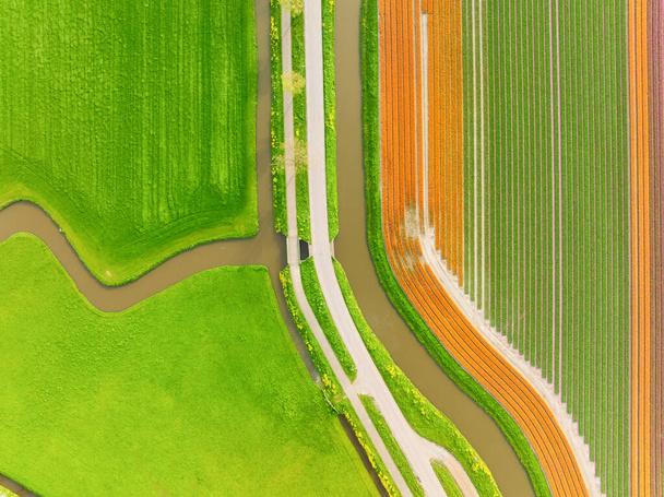 Drone vista de un campo de tulipanes. Paisaje desde el aire en Holanda. Filas en el campo. Vista desde arriba. Agricultura y cultivo de plantas. Fondo natural. - Foto, Imagen