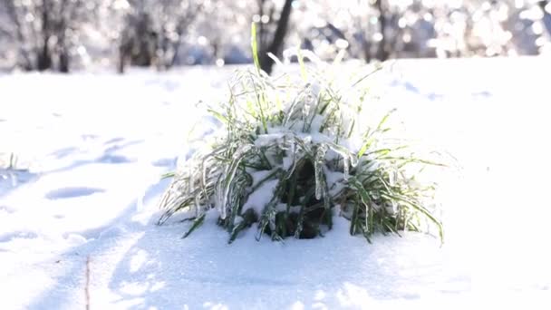 Erba verde ghiacciata che sfonda la neve in una giornata invernale luminosa e soleggiata - Filmati, video
