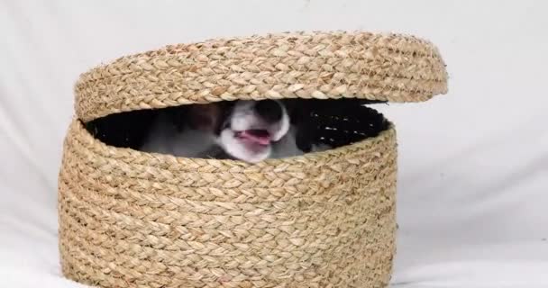 divertido pequeño Jack Russell Terrier cachorro salta de una caja de mimbre - Imágenes, Vídeo
