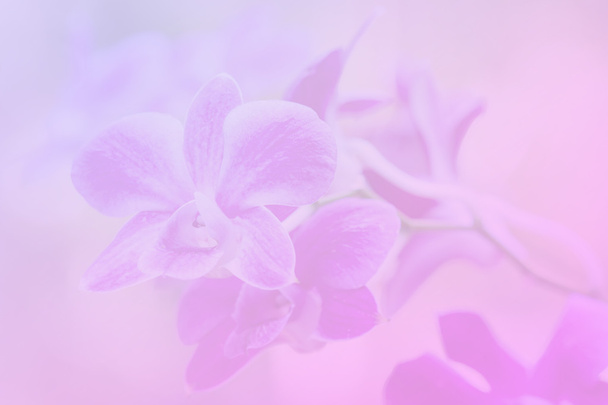 Orchideen - Foto, Bild