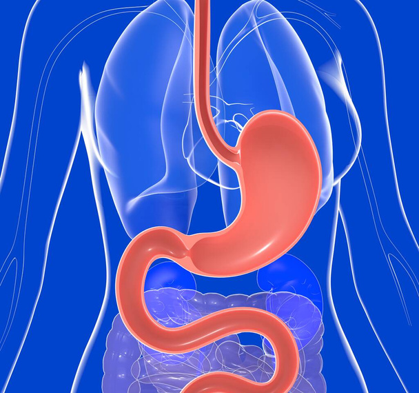 Illustration 3D anatomique de l'estomac avec brûlures d'estomac et reflux. Sur un corps de femme en verre transparent montrant les organes internes. - Photo, image