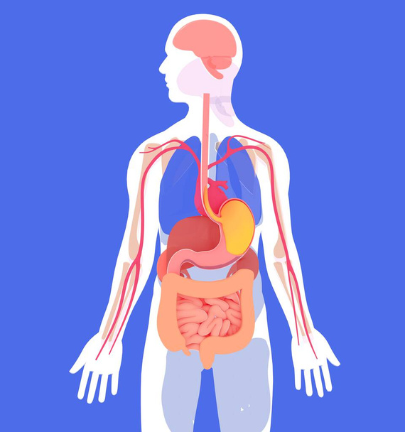 Anatomiczna 3D ilustracja ludzkiego układu pokarmowego. O ludzkiej sylwetce i organach wewnętrznych w płaskich kolorach. Widziany z przodu na niebieskim tle. - Zdjęcie, obraz