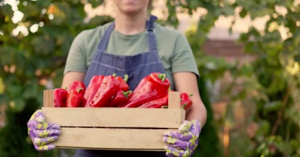 青いエプロンとガーデニング手袋の女性の庭師は,明るい赤い鐘の唐辛子で満たされた木枠を運びます. 高品質の4k映像 - 映像、動画