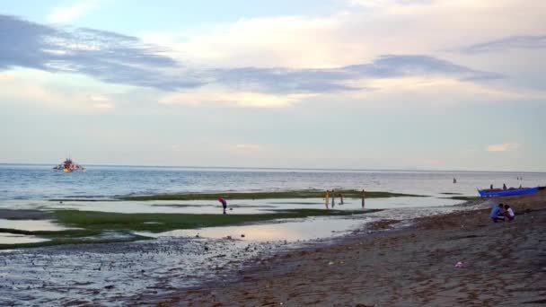 干潮時には藻や軟体動物や節足動物を採集し、浅瀬にカニを走らせます。高品質4k映像 - 映像、動画