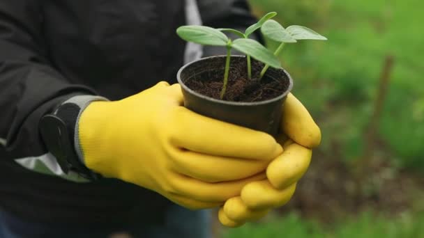 Farmer hand holding leaf of cultivated cucumber seedlings growing in plastic pot. Agriculture, gardening or ecology concept.. High quality FullHD footage - Footage, Video