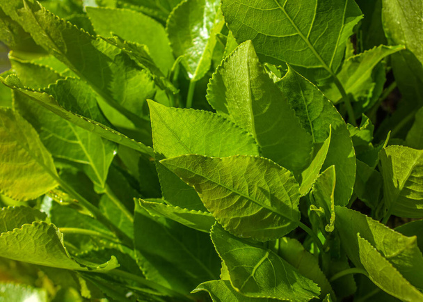 Closeup shot of fresh green leaf growing in garden. Natural green leaves plants as spring background, cover page, environment, ecology or greenery wallpaper. - Photo, Image