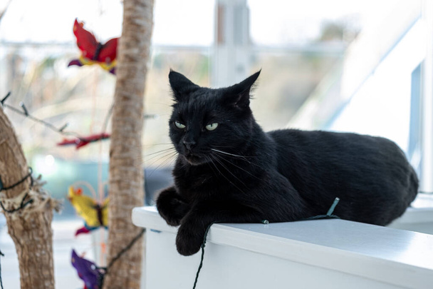 Black cat lounging on a modern planter, with a playful cat tree backdrop, ideal for urban pet furniture ads. High quality photo - Photo, Image