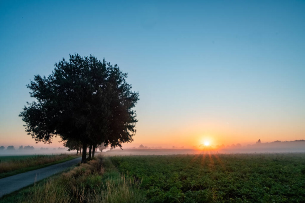 Esta imagem serena retrata um amanhecer nebuloso sobre os campos agrícolas com o nascer do sol no horizonte. Uma fileira de árvores maduras fica proeminente à esquerda, com a árvore mais próxima centralmente - Foto, Imagem