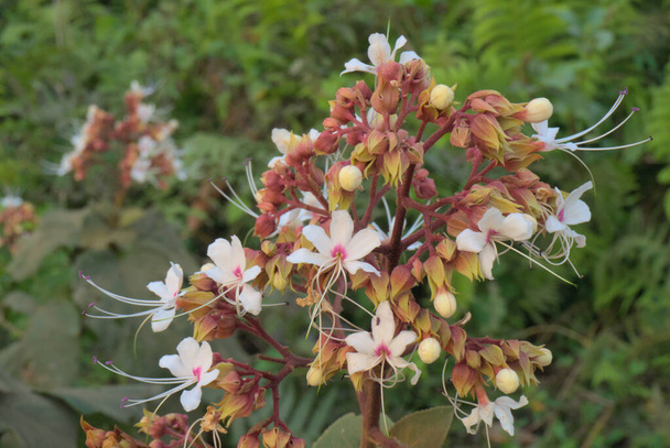 Clerodendrum infortunatum or Bhat flower, tropical, medicinal wild flower. - Photo, Image