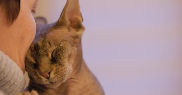 Este conmovedor metraje captura a un gato Esfinge en un momento de afecto, cerrando contentamente los ojos mientras disfruta de ser acariciado por su dueño. El comportamiento suave de los gatos y las manos cálidas y cariñosas de la - Metraje, vídeo