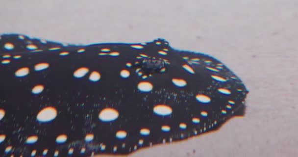 Dieses Archivmaterial zeigt eine detaillierte Nahaufnahme eines getupften Plattfisches, wahrscheinlich einer Flunderart, der getarnt auf dem sandigen Meeresboden liegt. Die markanten weißen Flecken und der dunkle Körper des - Filmmaterial, Video