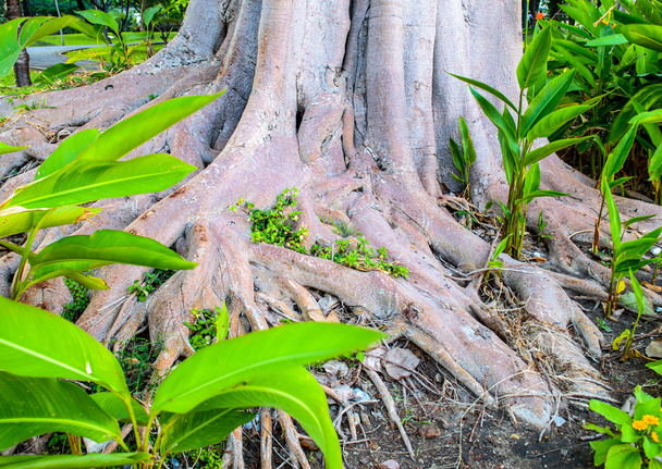 Sprawling коріння дерев
 - Фото, зображення
