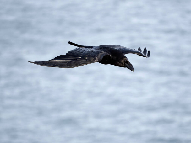 Ρέιβεν, Κόρβους Κόραξ, ένα πουλί εν πτήσει, Κεντ, Απρίλιος 2024 - Φωτογραφία, εικόνα
