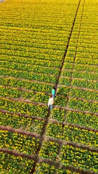 Uomini e donne in un campo di fiori visto dall'alto con un drone nei Paesi Bassi, campi di tulipani nei Paesi Bassi durante la primavera, coppia diversificata in un campo di fiori primaverili - Filmati, video