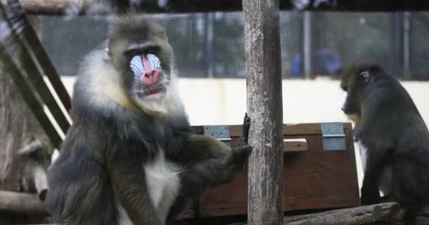 Mandrill-Affe gähnt und schaut sich im Gehege des Zoos um. Leben von Mandrill im Zoo - Filmmaterial, Video
