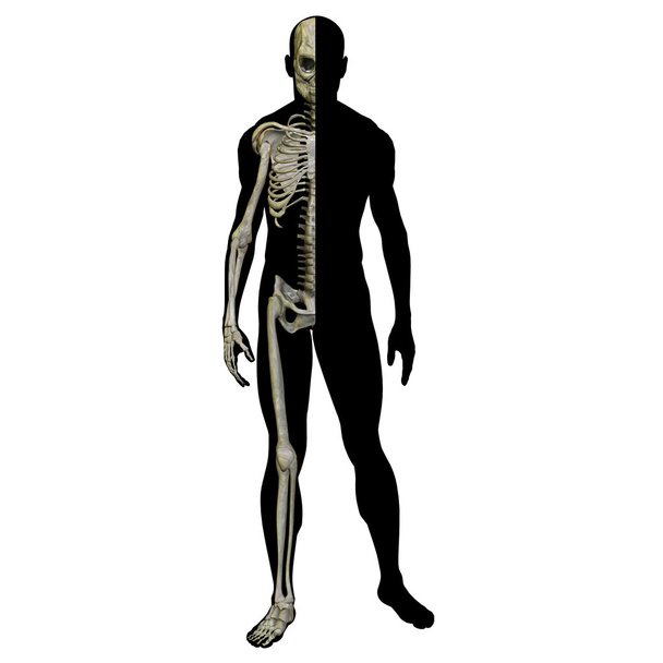 Anatomia maschile con muscoli
 - Foto, immagini