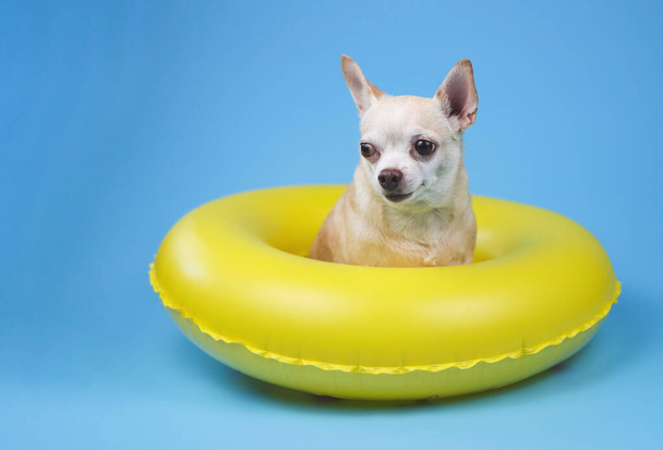 Portrait  of a cute brown short hair chihuahua dog  sitting in yellow  swimming ring, isolated on blue background. - Foto, immagini