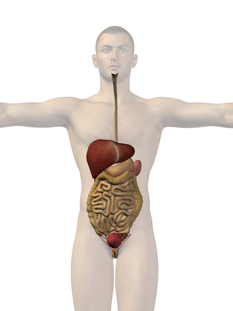 пищеварительная система человека - Фото, изображение
