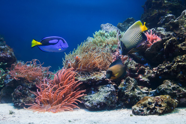 víz alatti élet, hal, korall-zátony - Fotó, kép