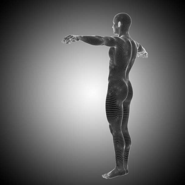 Drótváz férfi anatómia - Fotó, kép
