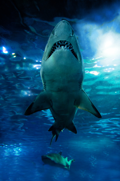 Hai-Silhouette unter Wasser - Foto, Bild