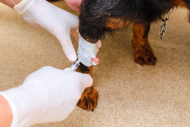 Vétérinaire donne un chien noir un goutte à goutte dans une clinique vétérinaire. - Photo, image