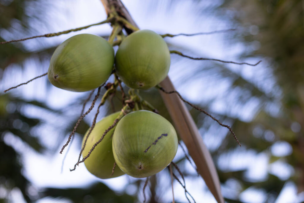 Zelené kokosy na palmě. Kokosové ořechy na modré obloze s palmovými listy pozadí - Fotografie, Obrázek