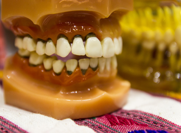the teeth model - Photo, Image