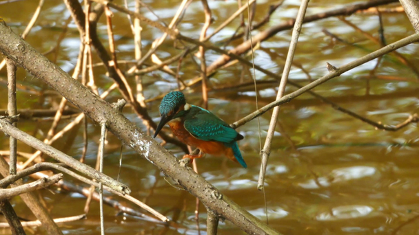 Kingfisher bird on tree - Footage, Video