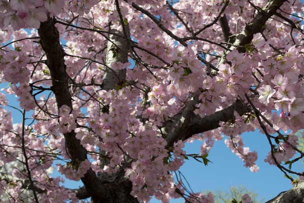 Сакура рожеві квіти
 - Фото, зображення
