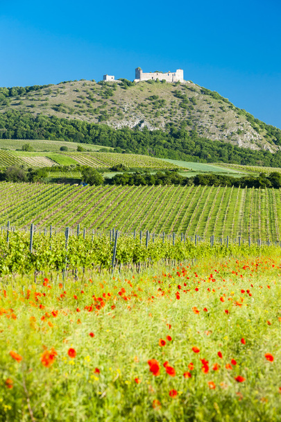 руины замка Девицкий с виноградниками, Чехия - Фото, изображение