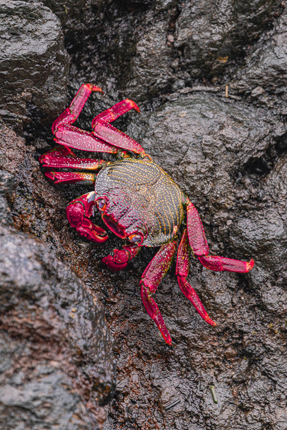 Ascension Crabe des îles, (Grapsus adscensionis), sur les rochers à marée basse, Ténérife, Îles Canaries, Espagne  - Photo, image